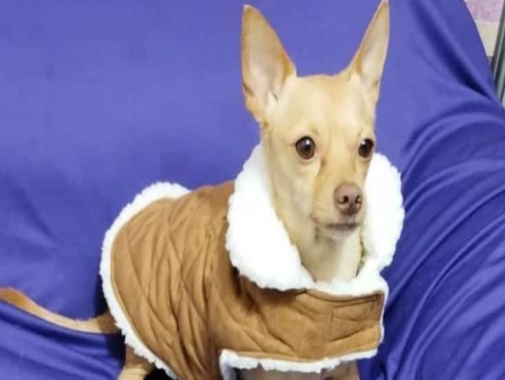 Estas son las mascotas que más vulnerables son a las bajas temperaturas