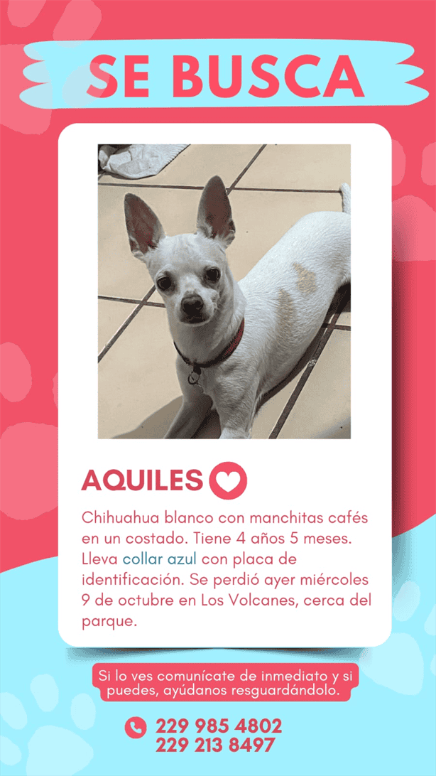Buscan a Aquiles, perrito chihuahua perdido en la zona de Los Volcanes, Veracruz