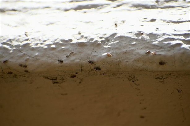 ¿Hay plaga de chinches en el parque Juárez de Xalapa? Autoridades se contradicen