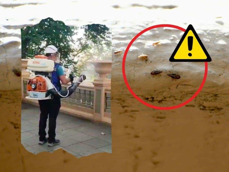 ¿Hay plaga de chinches en el parque Juárez de Xalapa? Autoridades se contradicen