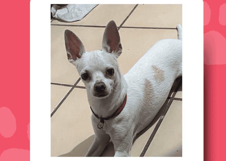 Buscan a Aquiles, perrito chihuahua perdido en la zona de Los Volcanes, Veracruz