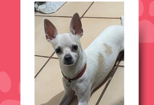 Buscan a Aquiles, perrito chihuahua perdido en la zona de Los Volcanes, Veracruz