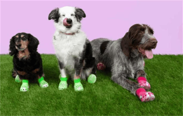 ¿Crocs para perros? La marca lanzará modelos para peluditos