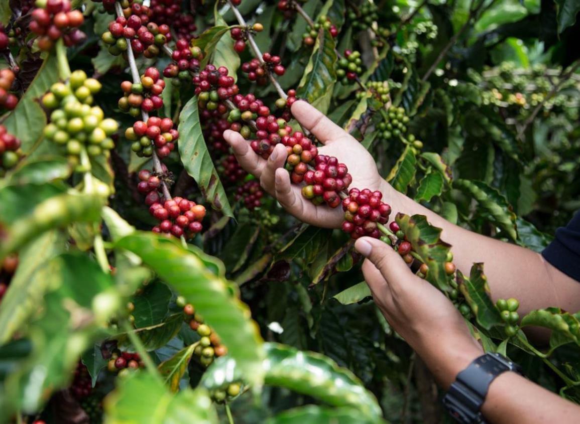 El Plan NESCAFÉ®: Impulsa a la Productividad y al Desarrollo de los Caficultores Mexicanos