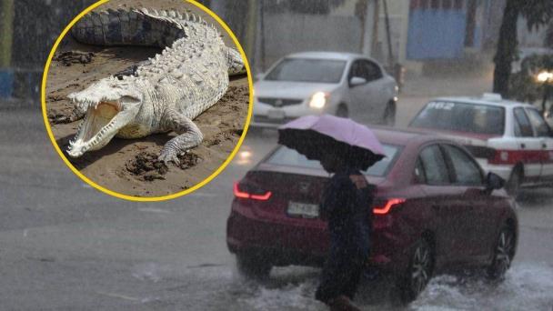 Los avistamientos de cocodrilos aumentan con las inundaciones de los ríos en el sur, PC emite recomendaciones