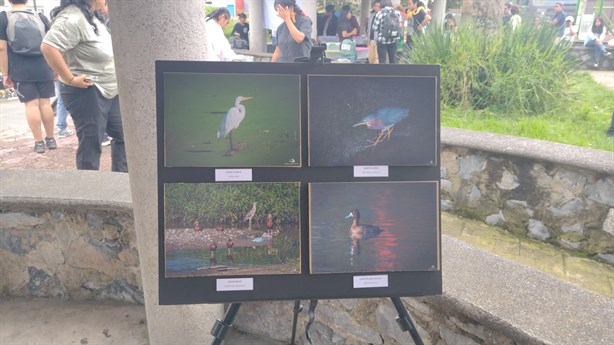 Aves en peligro, solo el 40% vuelve tras la sequía en laguna de Chirimoyo, en Orizaba