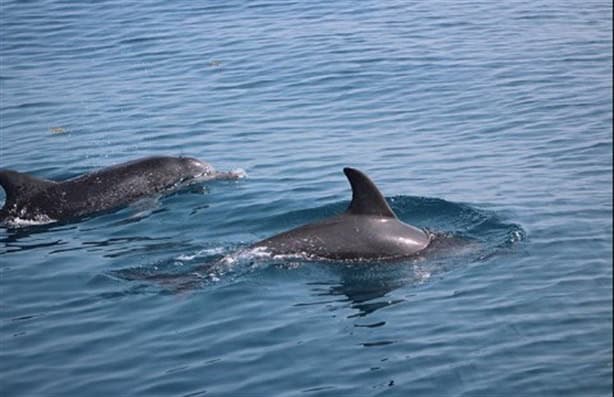 Estas son algunas de las especies más comunes del Parque Nacional Sistema Arrecifal Veracruzano