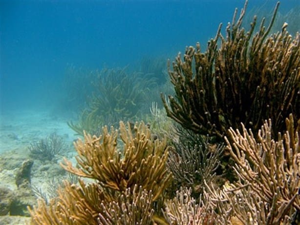 Estas son algunas de las especies más comunes del Parque Nacional Sistema Arrecifal Veracruzano