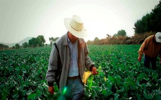 El campo fuente de trabajo; la articulación de dependencias