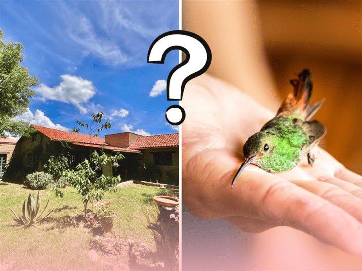 ¿Lo sabías? este podría ser el significado de que un colibrí aparezca en tu casa