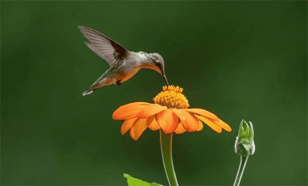 ¿Lo sabías? este podría ser el significado de que un colibrí aparezca en tu casa