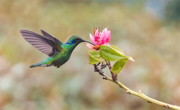 ¿Lo sabías? este podría ser el significado de que un colibrí aparezca en tu casa