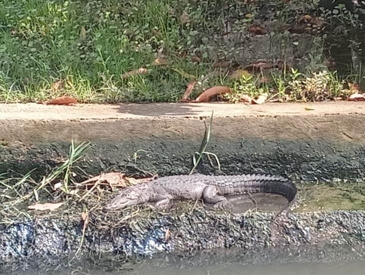 Reportan presencia de cocodrilo en Coatzacoalcos; ahora cerca de una primaria