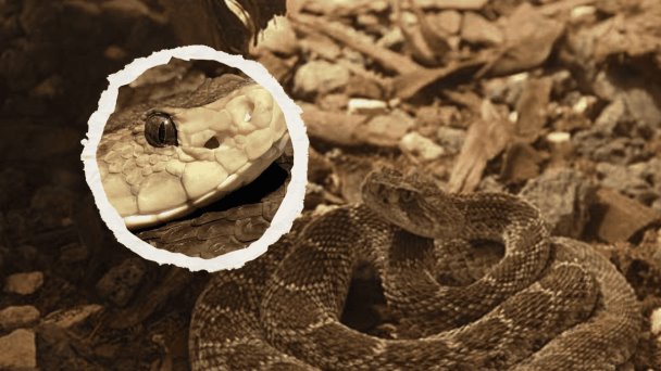 ¿Cómo identificar a una serpiente Nauyaca, animal venenoso que está en ...