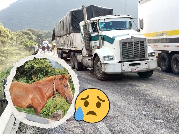 Choque de tráileres en la autopista Orizaba-Puebla provoca la muerte de dos caballos