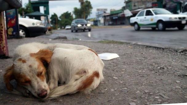 Café jarocho: Animales en peligro