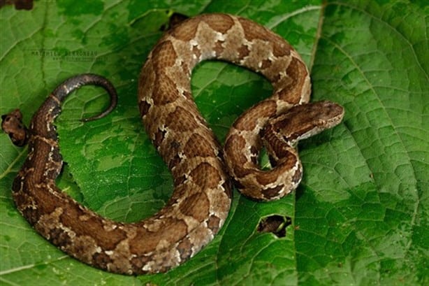 ¿Cómo identificar a una serpiente Nauyaca, animal venenoso que está en Veracruz?