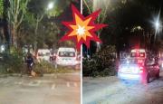 ¡Les sacó un susto! Ramas caen encima de una combi en avenida Ruiz Cortines de Xalapa