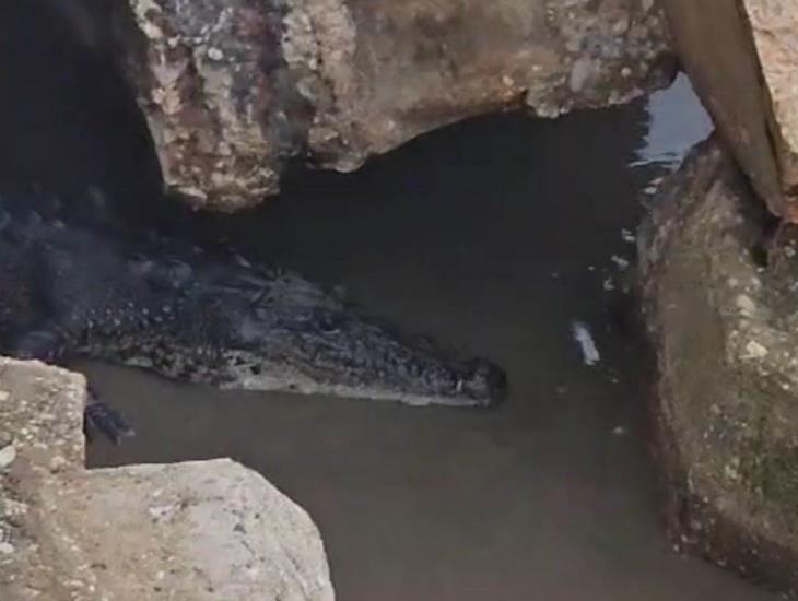 Avistan cocodrilo en la playa de Coatzacoalcos ¡extrema precauciones! | VIDEO