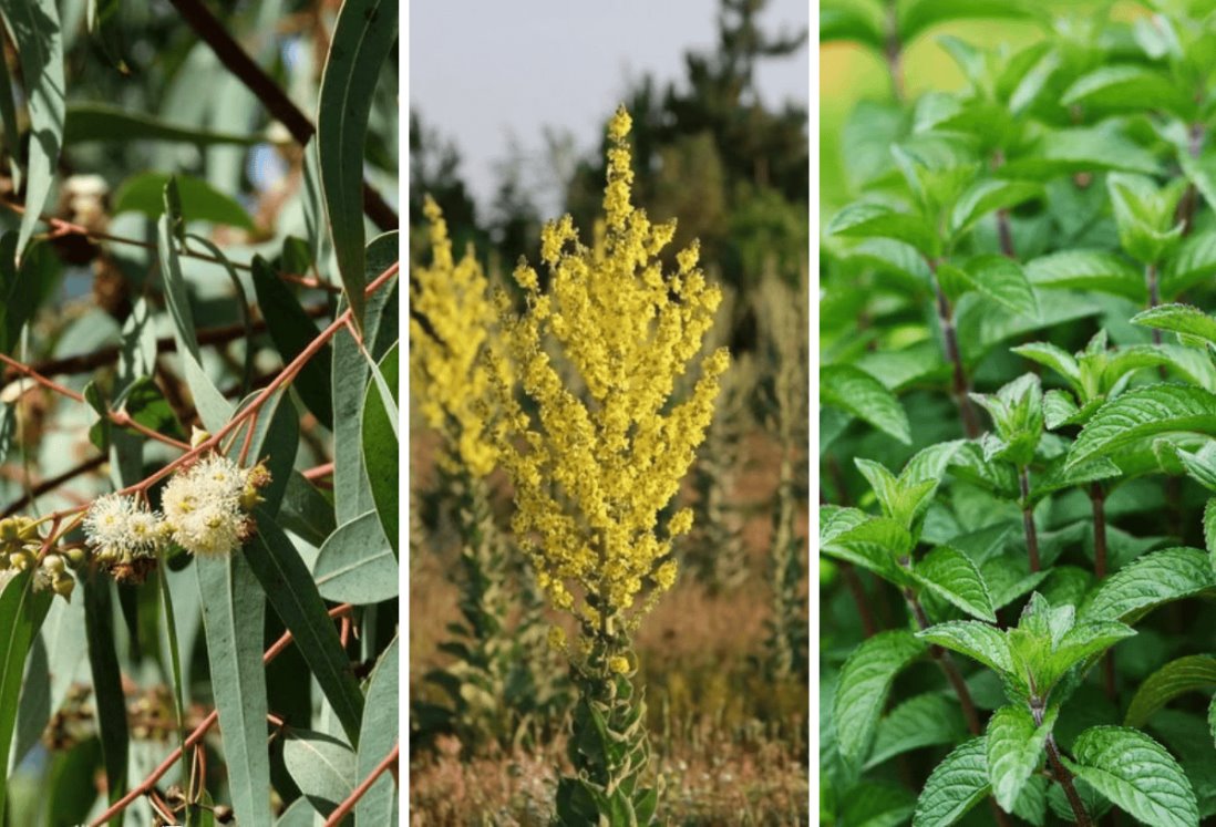 3 plantas medicinales mexicanas que pueden aliviar la gripe y tos