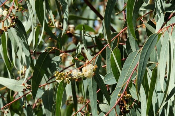 3 plantas medicinales mexicanas que pueden aliviar la gripe y tos