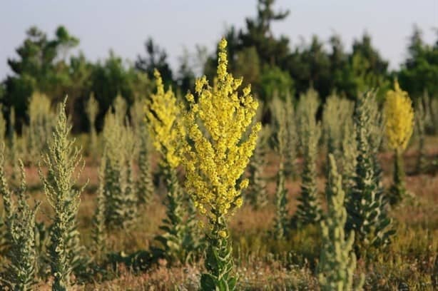 3 plantas medicinales mexicanas que pueden aliviar la gripe y tos