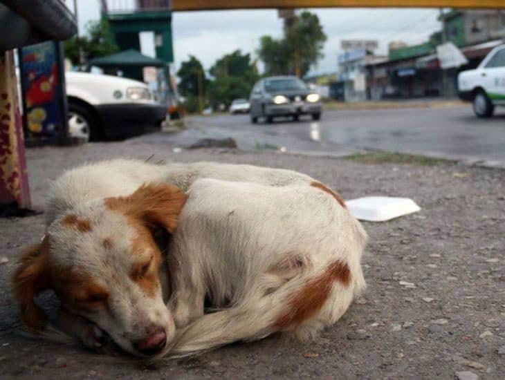 En Coatzacoalcos Fiscalía da este castigo a un hombre por maltratar a un perro