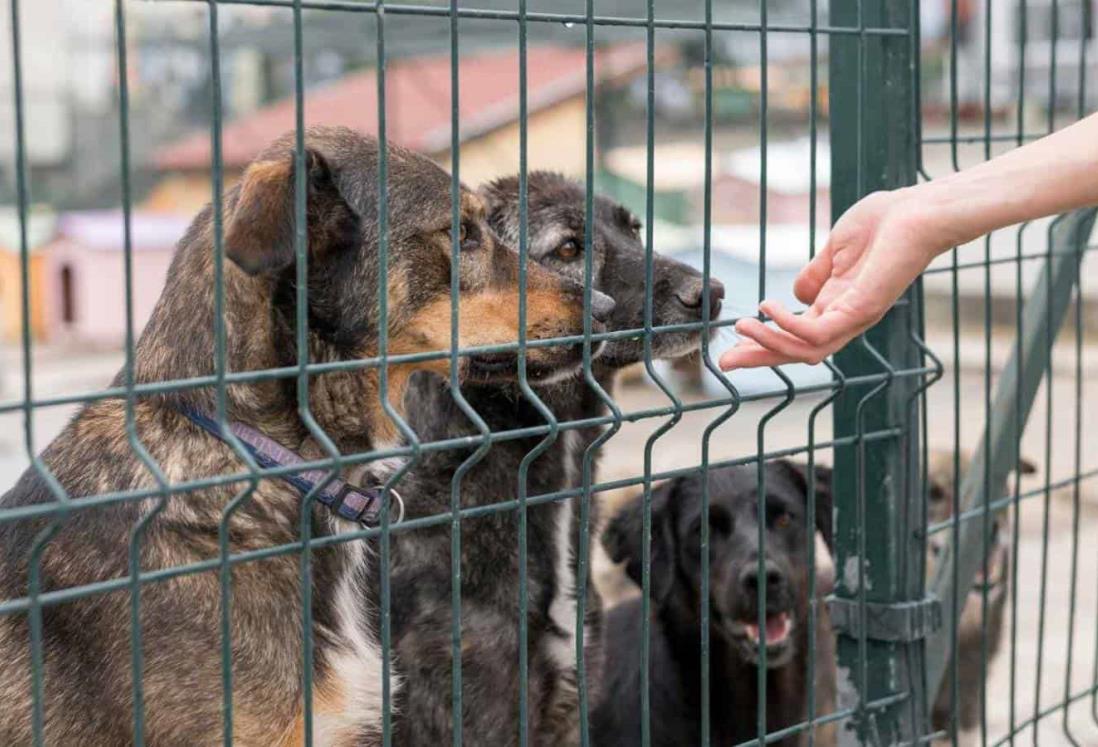 Aunque ha disminuido el maltrato a animales aún hay muchas quejas en Veracruz