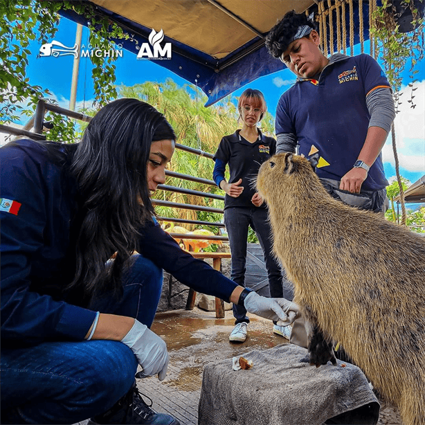 Acuario Michín de Puebla desafía al Aquarium de Veracruz con publicidad en el Puerto