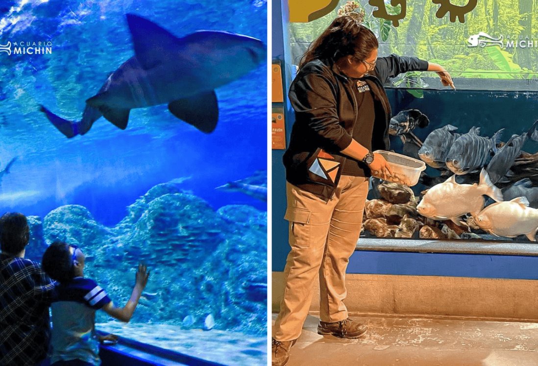 Acuario Michín de Puebla desafía al Aquarium de Veracruz con publicidad en el Puerto