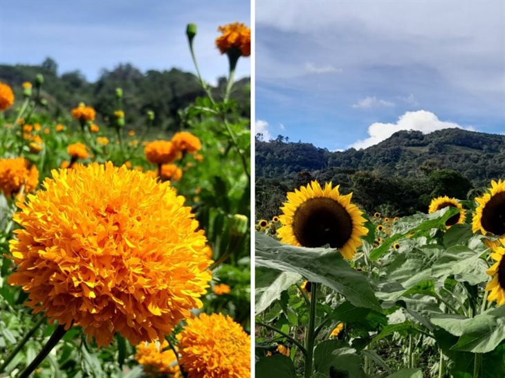 Alistan los campos para corte de flor de cempasúchil en Coacoatzintla