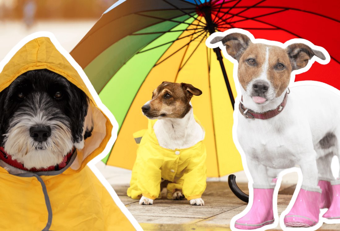 5 tips para cuidar a tu mascota en temporada lluvias