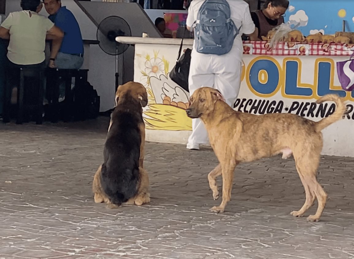 Grave problema de abandono animal en Agua Dulce; refugios no se dan abasto