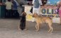 Grave problema de abandono animal en Agua Dulce; refugios no se dan abasto