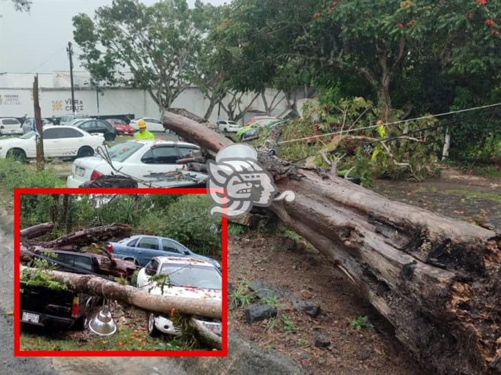 Árbol cae sobre dos vehículos en el CEIS de El Lencero en Emiliano Zapata 