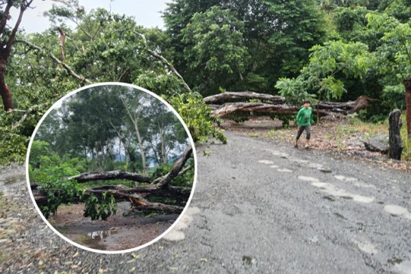 Caída de árbol deja camino intransitable entre localidades de Misantla