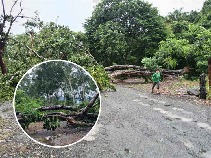 Caída de árbol deja camino intransitable entre localidades de Misantla