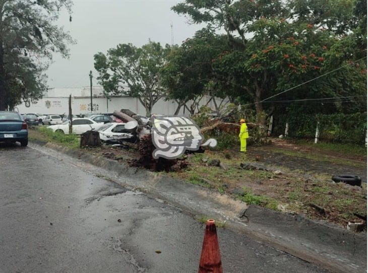 Árbol cae sobre dos vehículos en el CEIS de El Lencero en Emiliano Zapata 