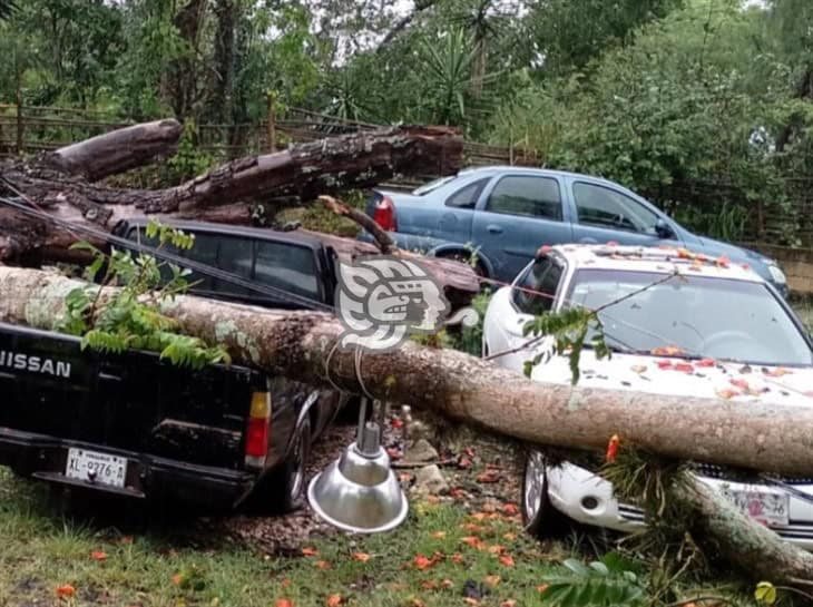 Árbol cae sobre dos vehículos en el CEIS de El Lencero en Emiliano Zapata 