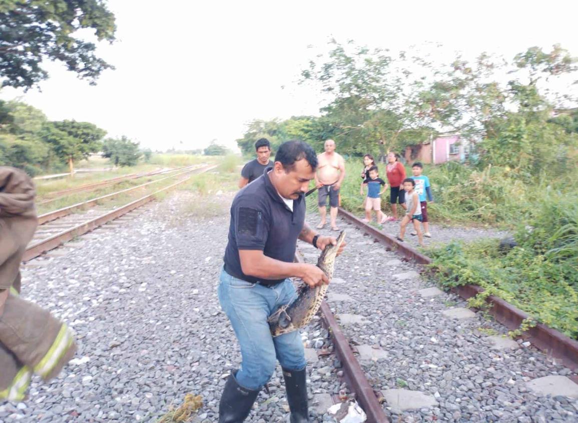 Capturan dos crías de cocodrilo en la López Mateos; los arrastró desbordamiento de canal