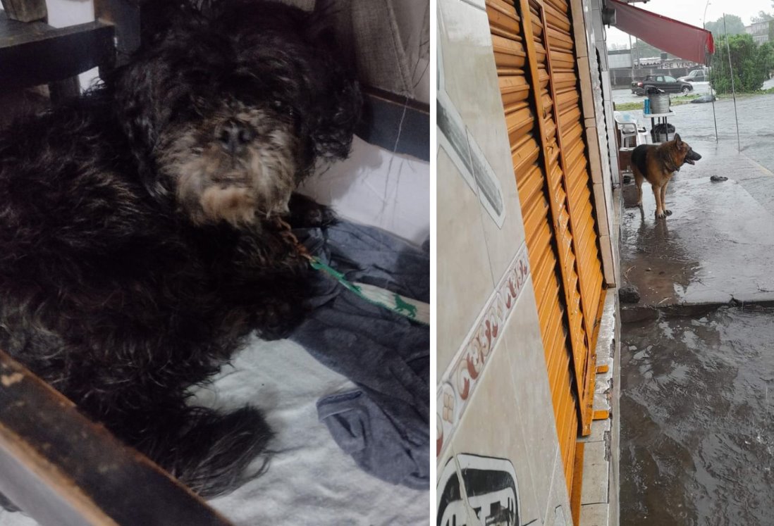 Animales son afectados por las lluvias en Veracruz; algunos se han extraviado