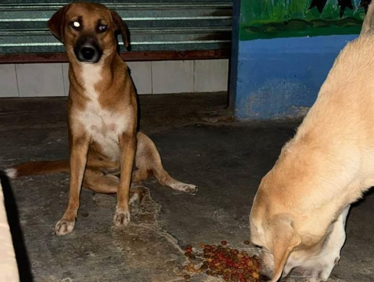 Estudiantes de Moloacán inician grupo para ayudar a animales callejeros, así puedes apoyar