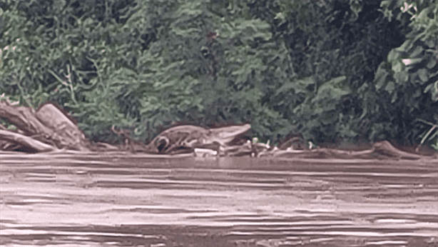 Vecinos captan a cocodrilo de más de 2 metros en la orilla del río Jamapa