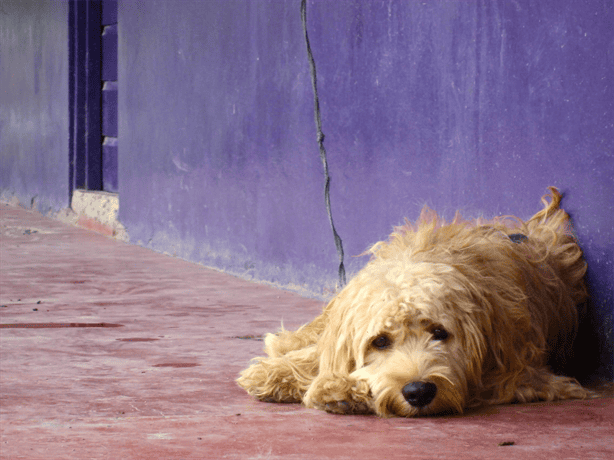 ¿Cuál es la multa o sanción por abandonar a perritos en las azoteas de las casas?