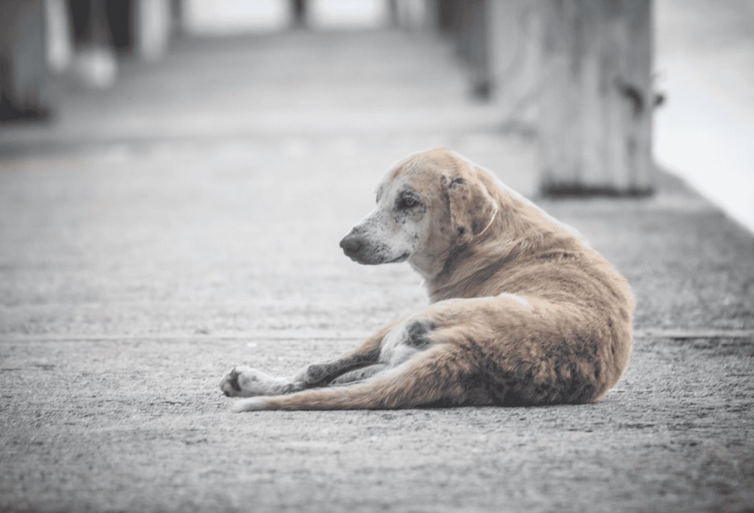 Perros sufren abandono bajo lluvia y sol en azoteas de Veracruz, alertan activistas