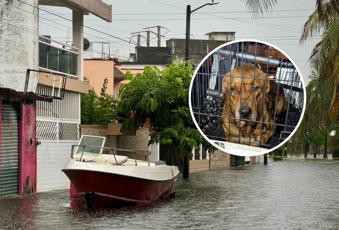 Rescatan a perrito varado en el techo de una casa en el Fraccionamiento Floresta en Veracruz