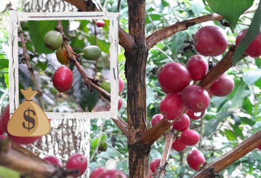 Retraso en cosecha de café en Veracruz, influirá en los precios: productores 