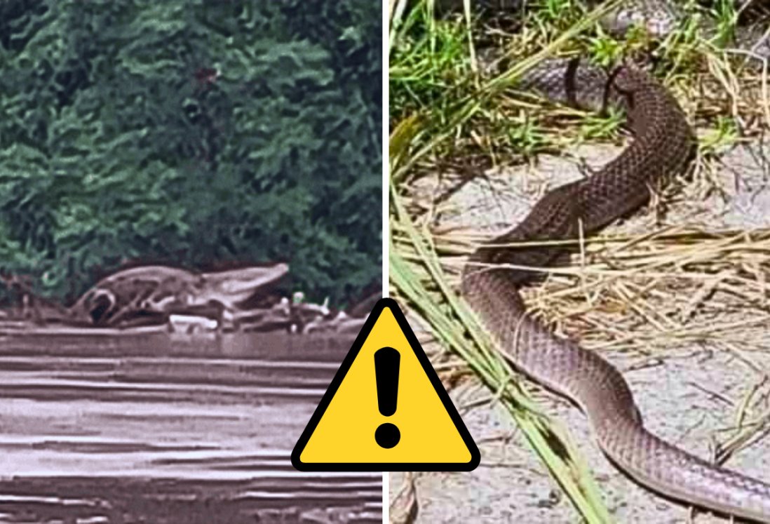 Animales silvestres buscan refugio tras lluvias; evite riesgos y no los moleste, advierte experto