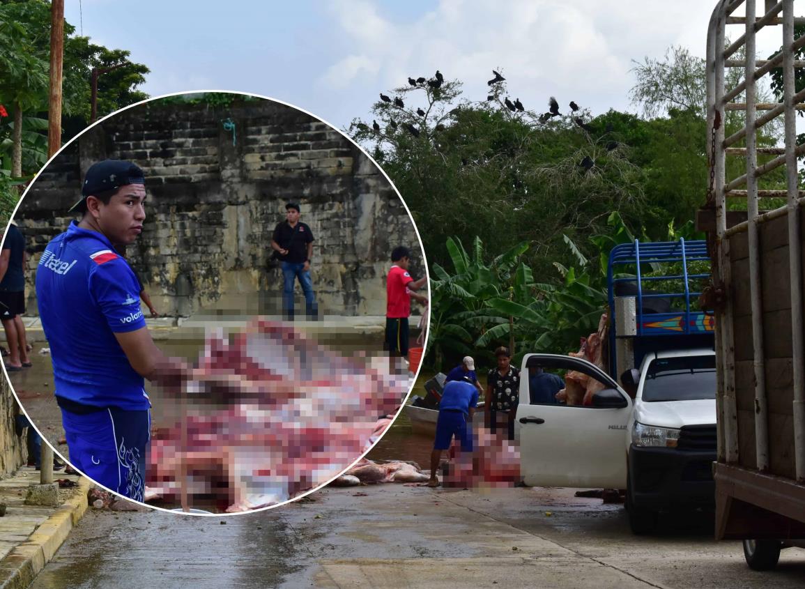 Destazan reses a orillas del río Jaltepec; no quieren perder ventas en Jesús Carranza | VIDEO