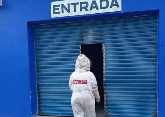 Abejas ingresan a comercio en Alvarado y generan temor entre los trabajadores